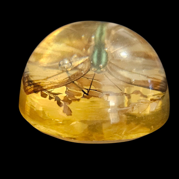 Vintage 1950s Resin Dome Paperweight Real Butterfly Insect Specimen 2.5" - Picture 4 of 6